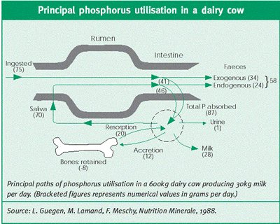 phosphorus